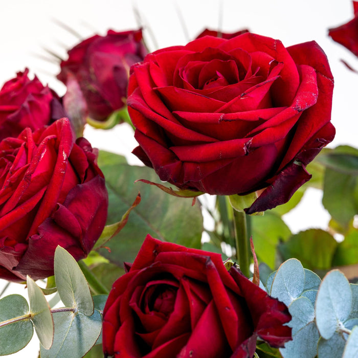 Bouquet Red Roses X Vase Sandy