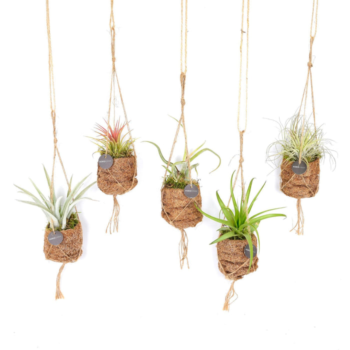 Kokodama Birdnest Tillandsia Mix - 5 stuks - ↕5cm - Ø7cm