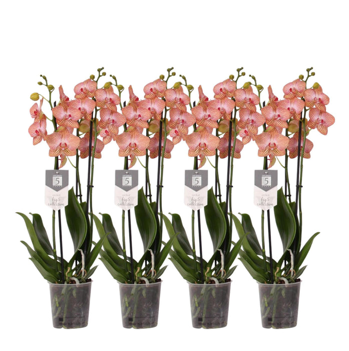 Set van 4 - Phalaenopsis Ravello - 3 tak orchidee - ↕60cm - Ø12cm