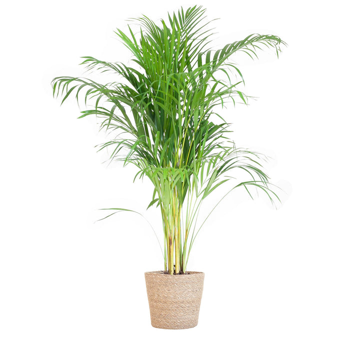 Areca Palm (Dypsis) met Sofia mand naturel - ↕100cm - Ø21cm