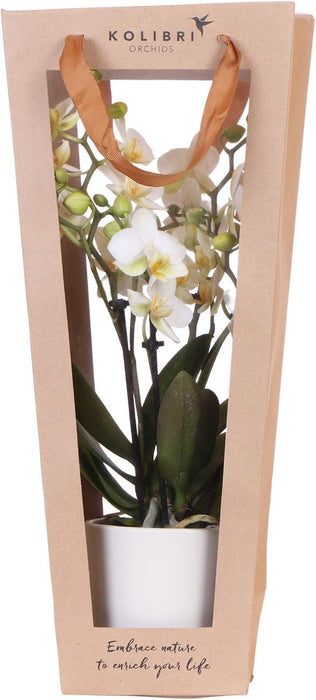 Kolibri Company I Cadeau tasje voor Orchidee met Sierpot - 9cm