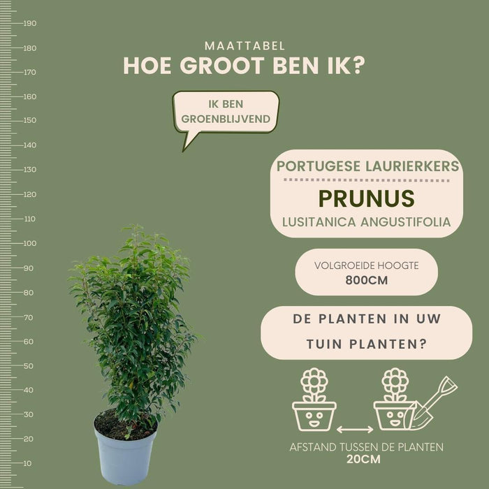 25 grote Portugese Laurierkers planten voor 10 strekkende meter haag | ↕80-100 cm in 12 liter pot