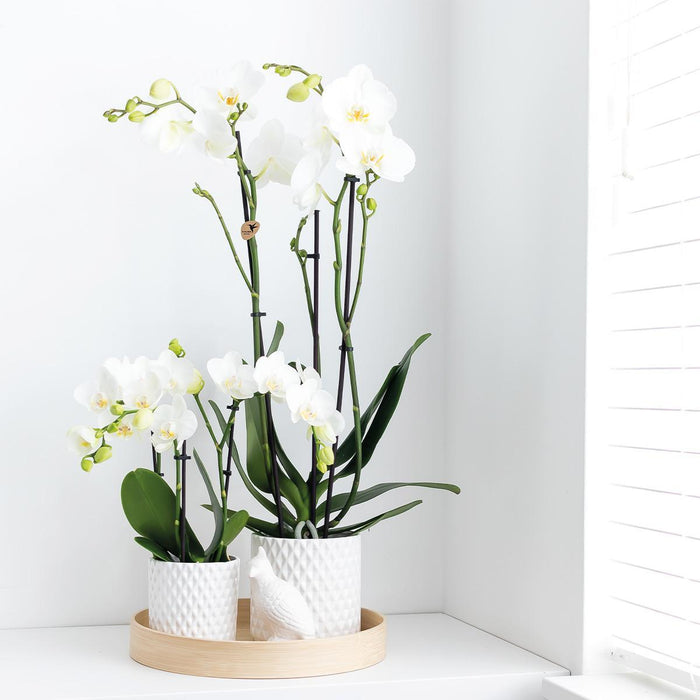 Kolibri Orchids | witte Phalaenopsis orchidee - Dame Blanche - Ø12cm | bloeiende kamerplant