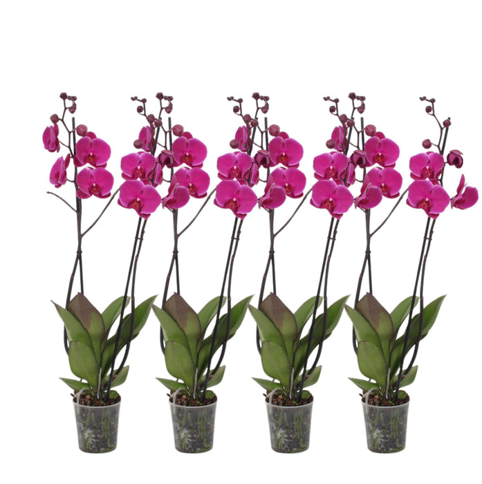 Set van 4 - Phalaenopsis Joyride - 3 tak orchidee - ↕60cm - Ø12cm