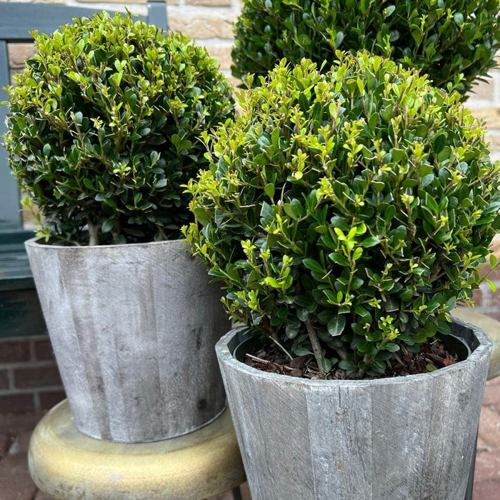 2x Ilex crenata 'Jenny' bol in houten pot | set van 2 stuks | Ø20cm