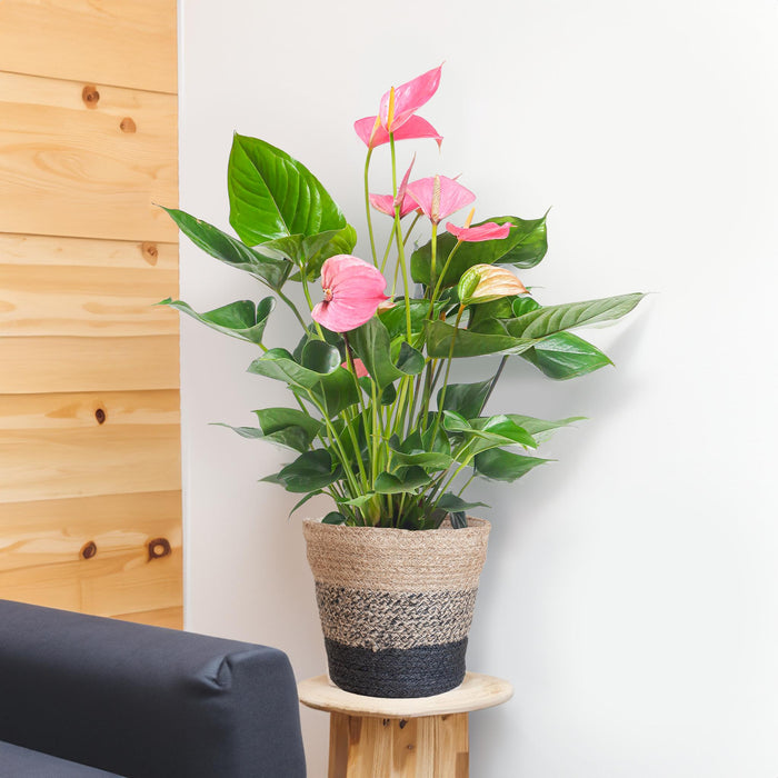 Anthurium Pink explosion met Lissabon mand zwart - ↕55cm - Ø17cm