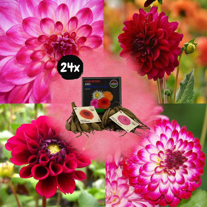 Flowerbulbs Amsterdam - Mix Outdoor Happiness, 12 Dahlia Little Robert & 12 Dahlia Heatwave knollen voor 4m²