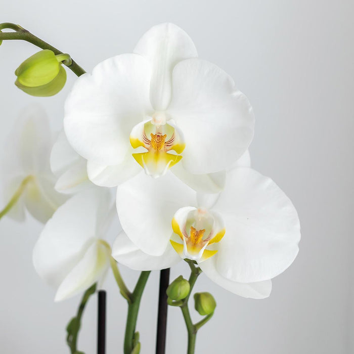 Kolibri Orchids | Complete plantenset Face-2-Face wit  | Groene planten met witte Phalaenopsis orchidee in Scandic wit sierpot en Face-2-Face witte sierpotten incl. accessoires