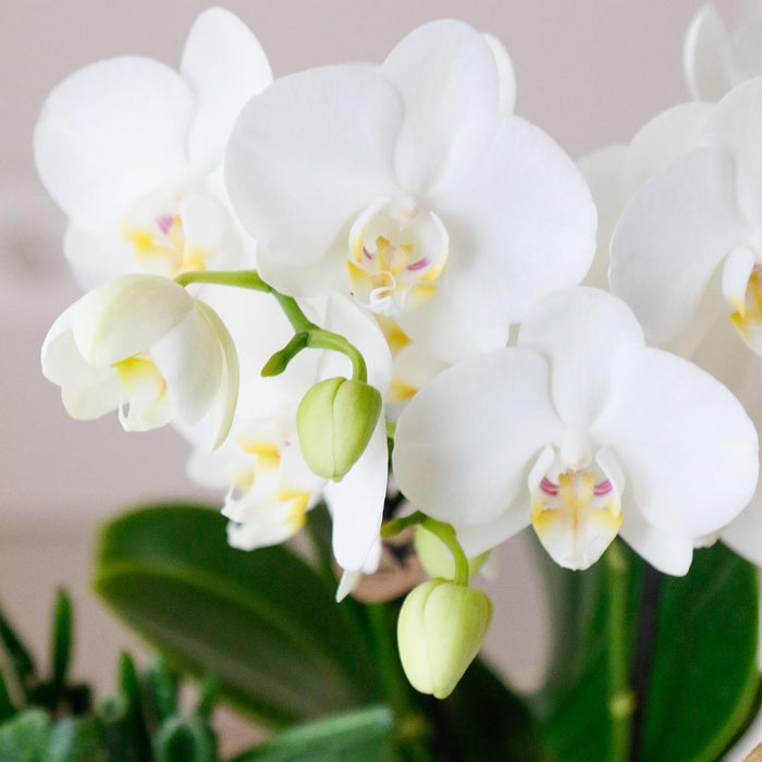 Kolibri Orchids | COMBI DEAL van 4 witte Phalaenopsis orchideeën - Amabilis - potmaat Ø9cm | bloeiende kamerplant - vers van de kweker