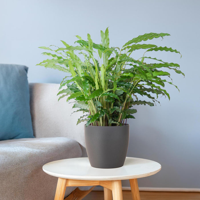 Calathea Rufibarba met Viber grijs - ↕55cm - Ø17cm