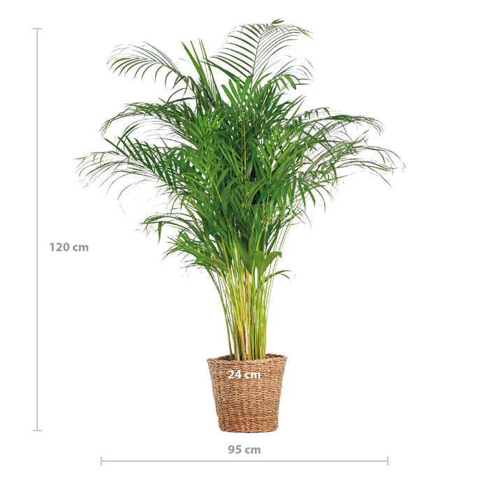 Areca Palm (dypsis) XL met mand Torun - ↕120cm - Ø24cm