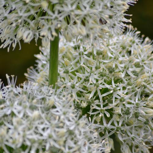 White Giant - Allium bollen - 5 stuks - Bloembollen