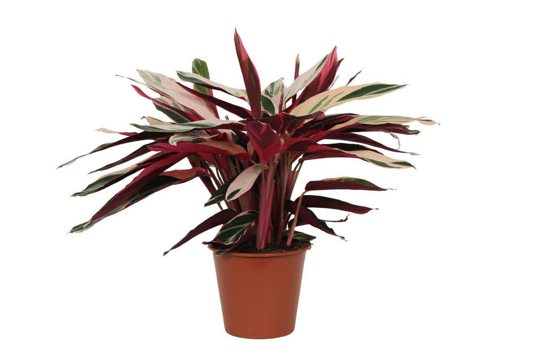 Calathea Triostar (Stromanthe) - ↕80cm - Ø19cm