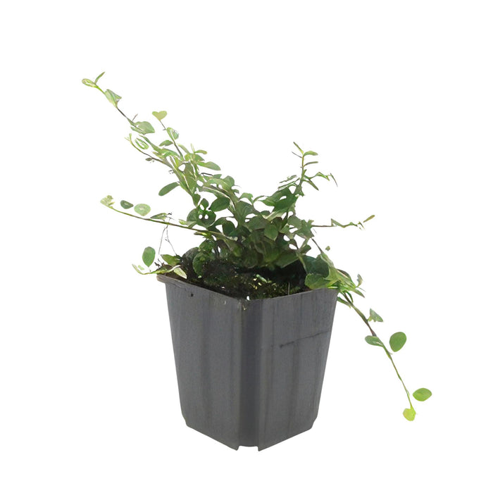 Cotoneaster pr. 'Streib's Findling' - ↕25cm - Ø9cm  - 40x