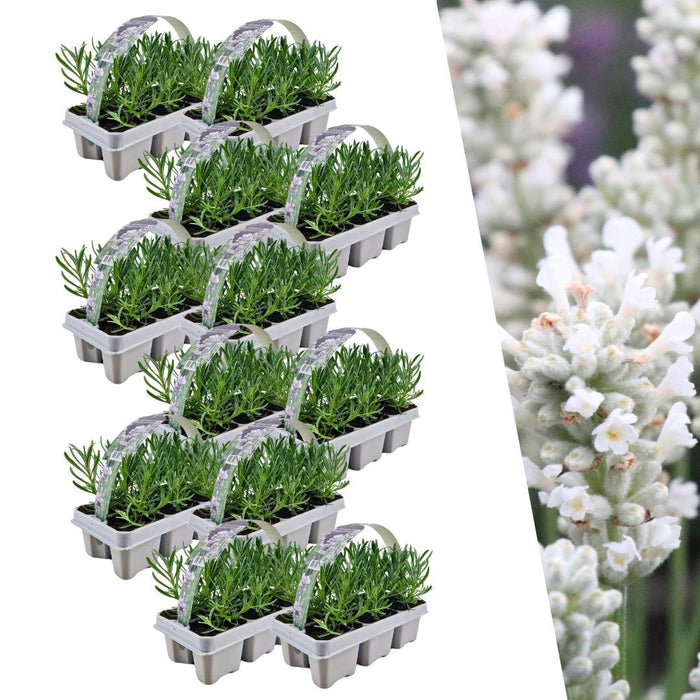 12 x 6 pack Lavendel angustifolia white - 72 x ↕15cm - Ø7cm