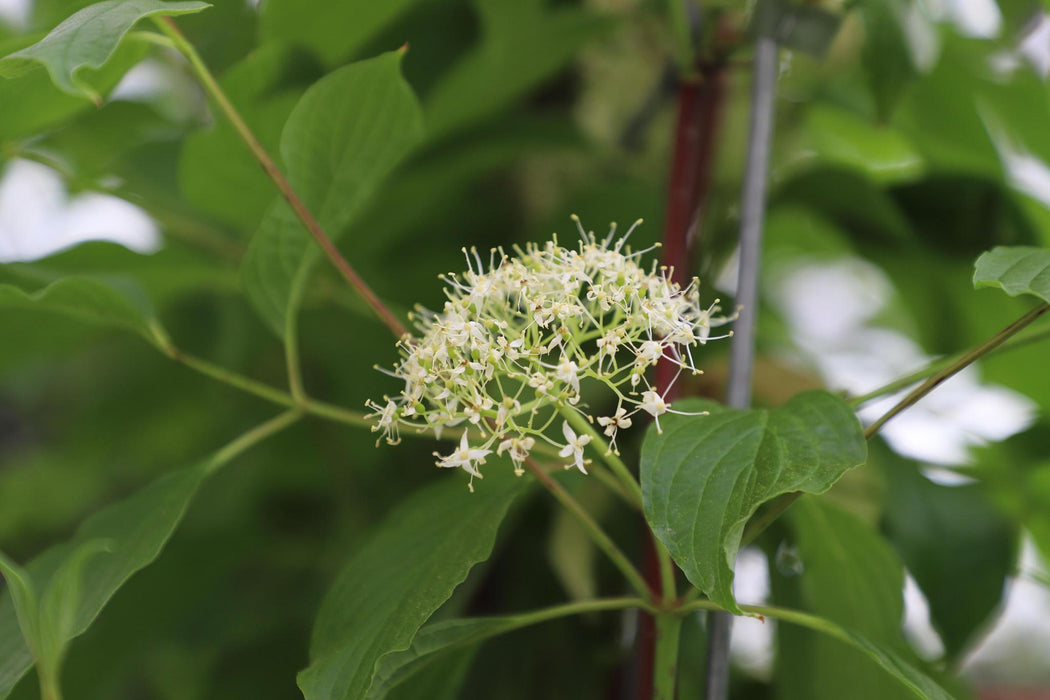 Cornus alba 'Sibirica' - ↨180cm - 1 pcs