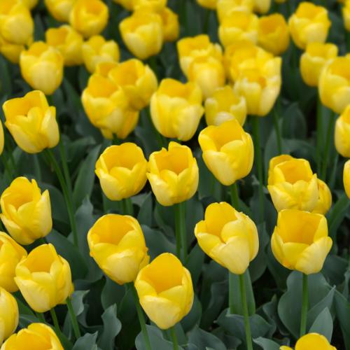 Strong gold - Tulpenbollen - 20 stuks - Bloembollen