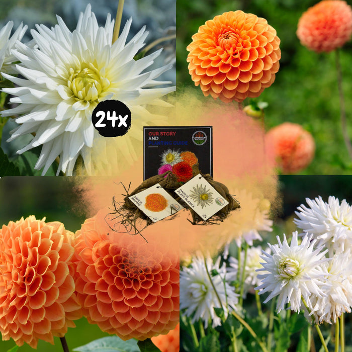 Flowerbulbs Amsterdam - Mix Orange Pride, 12 Dahlia Playa Blanca & 12 Dahlia Ralphie knollen voor 4m²