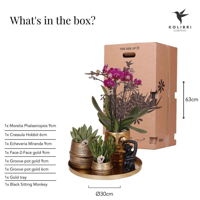 Kolibri Company | Gift set Hotel Chic| Plantenset met paarse Phalaenopsis Orchidee en Succulenten incl. keramieken sierpotten