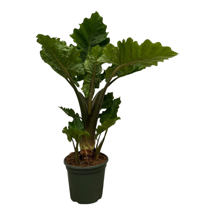 Alocasia Low Raider - ↕75 cm - Ø26cm