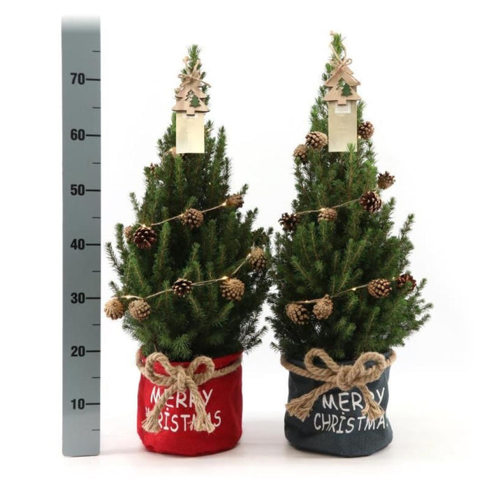 Kleine Kerstboom in Xmas Bag rood - ↕70cm - Picea Glauca Conica - Star lighting including batteries