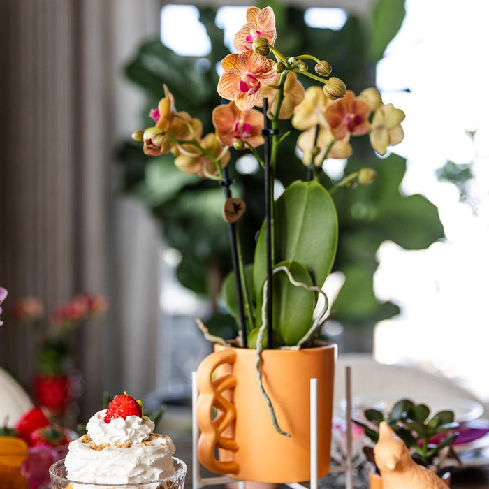 Kolibri Orchids | Oranje Phalaenopsis orchidee – Jamaica + Happy Mug sierpot peach – potmaat Ø9cm – 35cm hoog | bloeiende kamerplant in bloempot - vers van de kweker