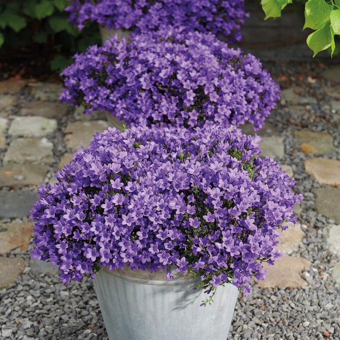 Campanula Addenda - Klokjesbloem paars potmaat 12cm - 1m2 bodembedekker - 6 stuks - Ambella purple - tuinplanten - winterhard