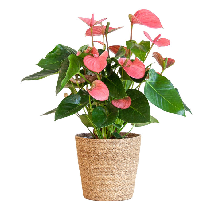 Anthurium Pink explosion met naturel mand - 55cm - Ø17