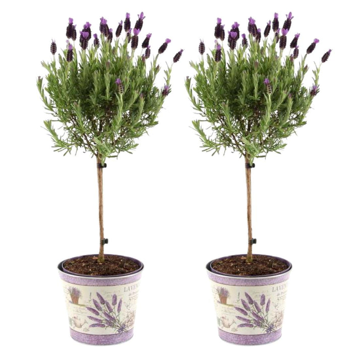 Lavandula stoechas Anouk® op stam in Lavendelprint sierpot - 15 cm pot - set van 2 Franse Lavendels op stam in sierpot