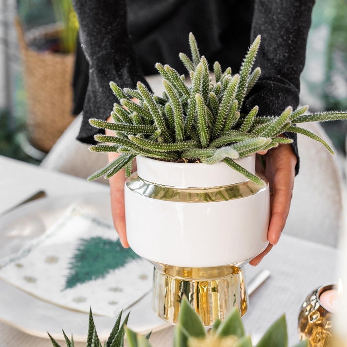 Kolibri Greens | Rhipsalis set van 2 planten in gouden Le Chic sierpotten - keramiek  potmaat Ø9cm