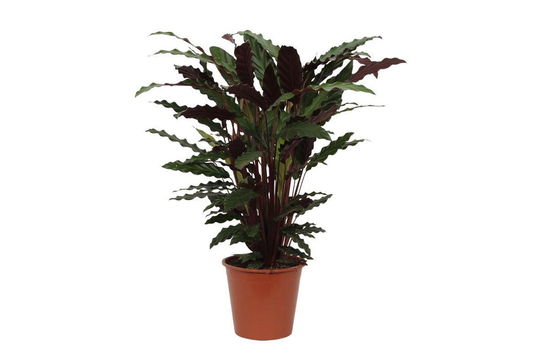 Calathea Wavestar - ↕80cm - Ø19cm