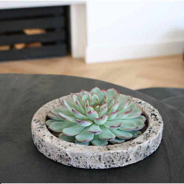 ROOTLESS Succulent Echeveria Pulidonis in schaal 'Concrete' - ↕5cm - Ø20cm