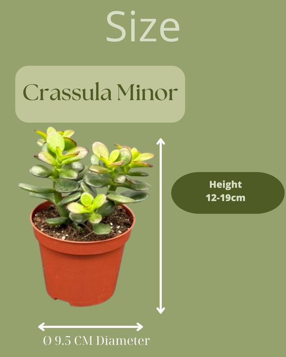 Succulenten - Crassula Minor - 8.5cm Ø - ↕️10-17cm - 3 Stuks - zink