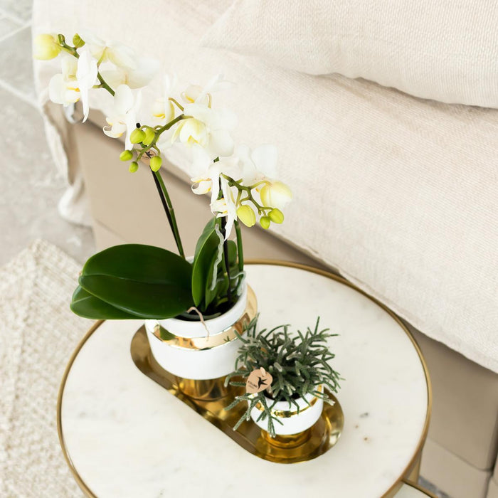 Kolibri Orchids | Witte Phalaenopsis orchidee – Amabilis + Le Chic sierpot goud – potmaat Ø9cm – 40cm hoog | bloeiende kamerplant in bloempot - vers van de kweker