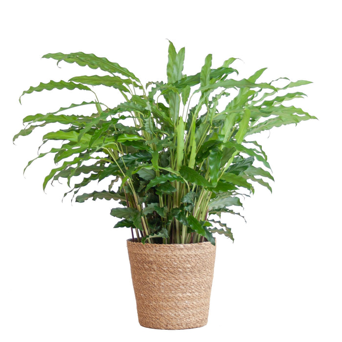 Calathea Rufibarba met Sofia mand naturel - ↕55cm - Ø17cm