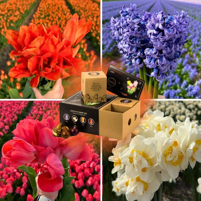 Flowerbulbs Amsterdam - Dutch Flower Mix - Luxe box medium, 40 bloembollen voor 1 m2 bloemenpracht - Maat 12+