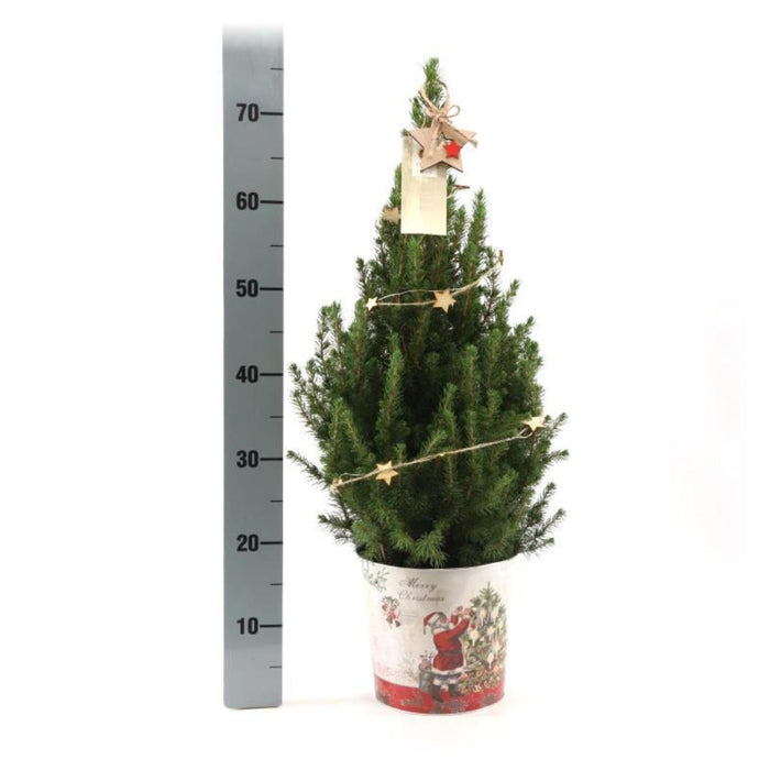 Kleine Kerstboom in Kerstmis sierpot - ↕70cm - Picea Glauca Conica - Star lighting including batteries