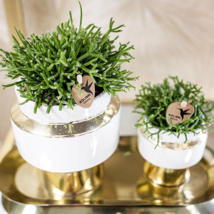 Kolibri Greens | Rhipsalis set van 2 planten in gouden Le Chic sierpotten - keramiek  potmaat Ø9cm