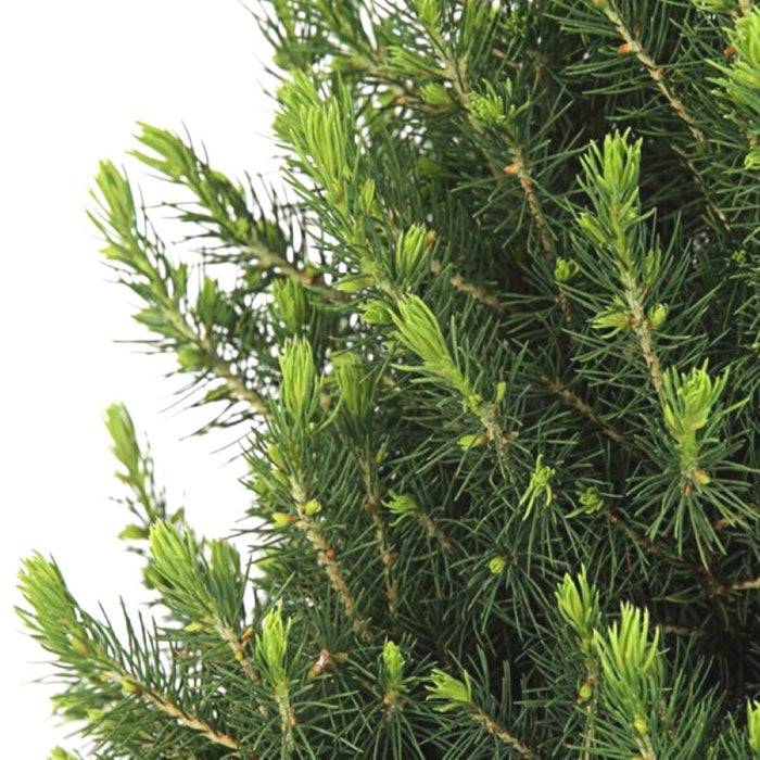 Kleine Kerstboom in Xmas Bag blauw - ↕70cm - Picea Glauca Conica - Star lighting including batteries