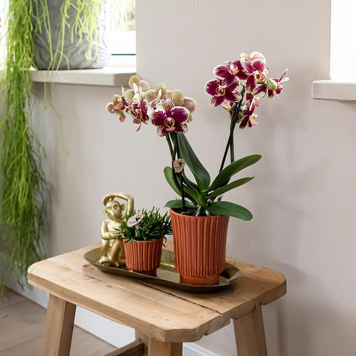 Kolibri Orchids | Plantenset Culture Cocktail terracotta small | Groene planten met Phalaenopsis orchidee in Retro terracotta sierpotten en gouden dienblad