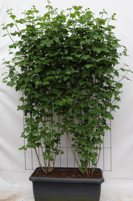 Viburnum opulus - ↕180cm - 1 pcs