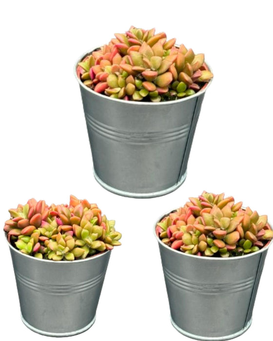 Succulenten- Anacampseros Rufescens Varigata- 8.5cmØ- ↕️8-10cm hoog- 3 stuks - Zink