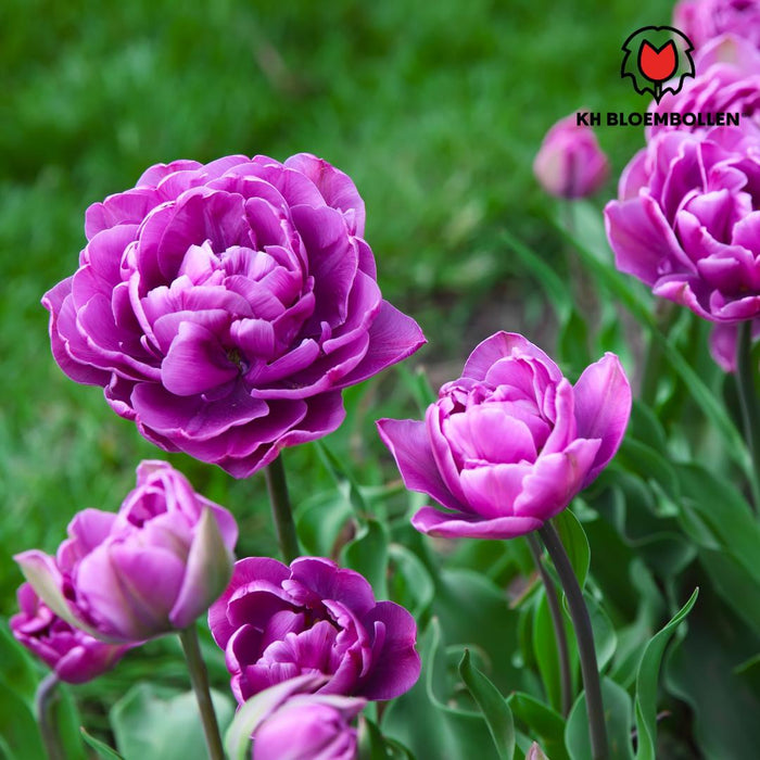 Double flag - Tulpenbollen - 20 stuks - Bloembollen