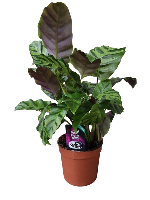 Calathea Greenstar - ↕40cm - Ø12cm