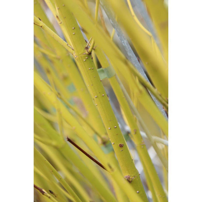 Cornus Stolonifera Flaviramea - ↨180cm - 1 pcs