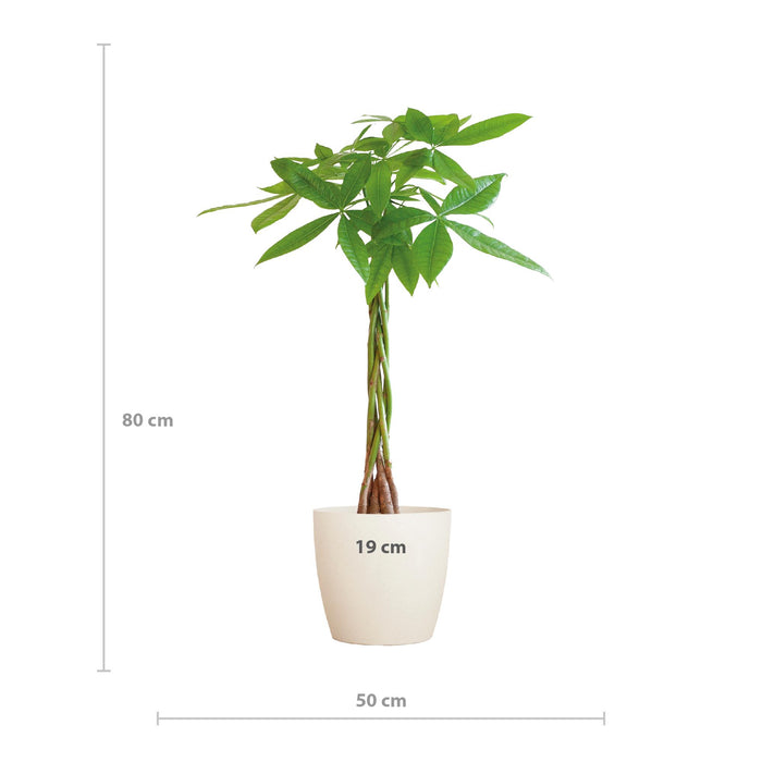 Pachira Aquatica met Viber wit - 80cm - Ø21