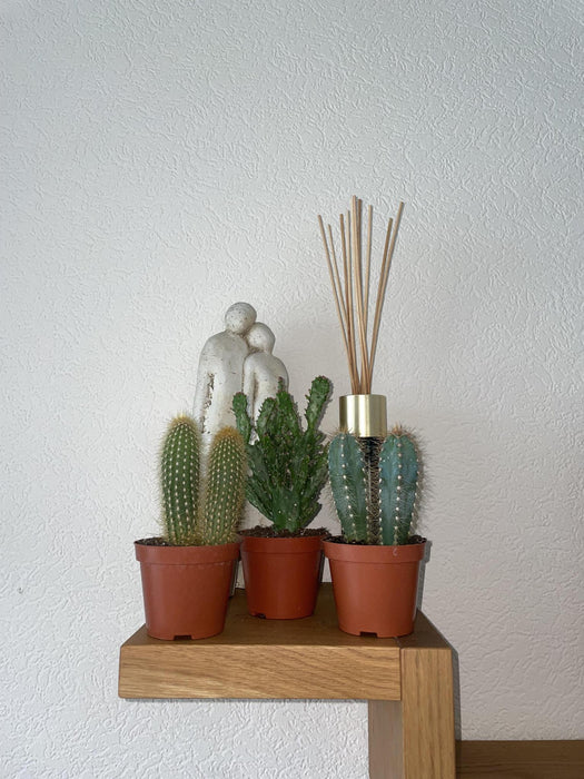 Cactus Palen Mix - ↕15-20cm (3 Stuks) - Normal - Ø8.5 cm