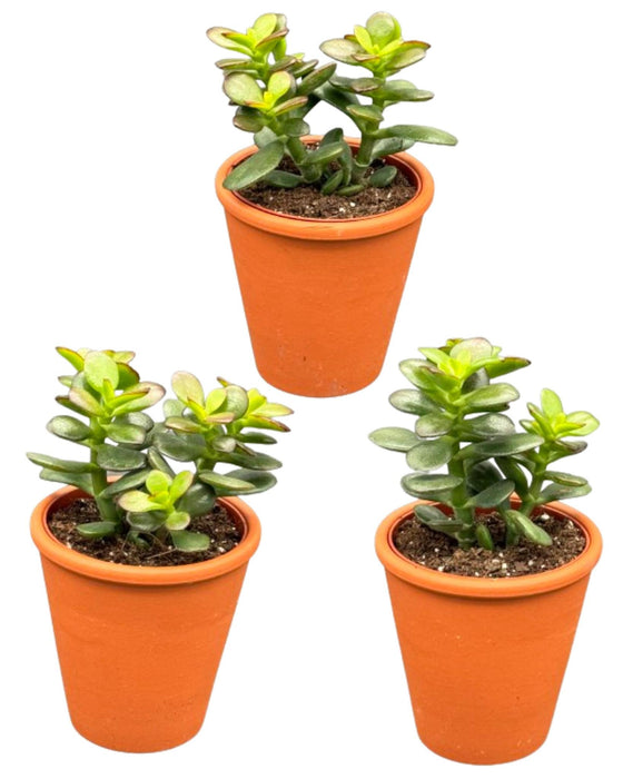 Succulenten - Crassula Minor - 8.5cm Ø - ↕️10-17cm - 3 Stuks - terracotta