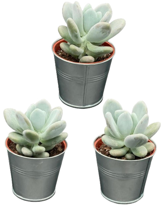 Succulenten- Pachyphytum Oviferum- 8.5cmØ- ↕️12-17cm hoog- 3stuks  - Zink