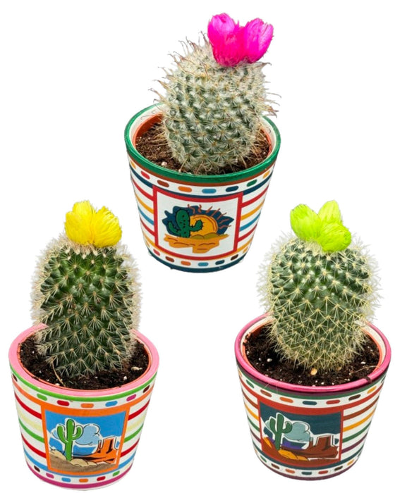 Cactus mix kunstbloemen - ↕️10-15cm - Ø8.5cm - 3 stuks - Mexico